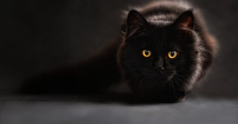 Learn The Best Way To Care For Your Cat By Following This Advice