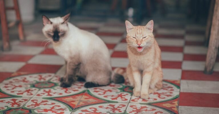 Can You Teach Your Cat New Tricks?