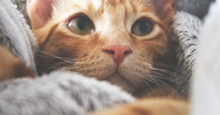 Great Tips And Tricks For Feline Care
