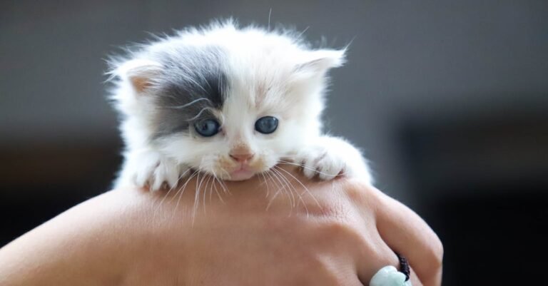 Great Tips On How To Care For Your Cat