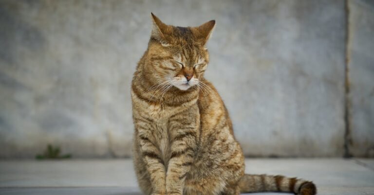 Step Into The World Of Your Pet Cat