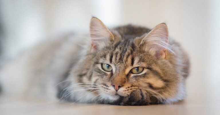 Excellent Information About Catsin The Article Below