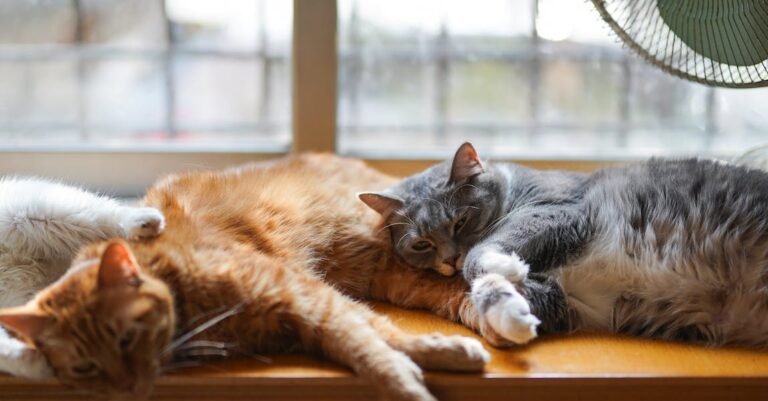 New Cat? Try These Cat Care Tips