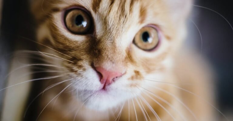 Good Information About Cats That Anyone Can Use