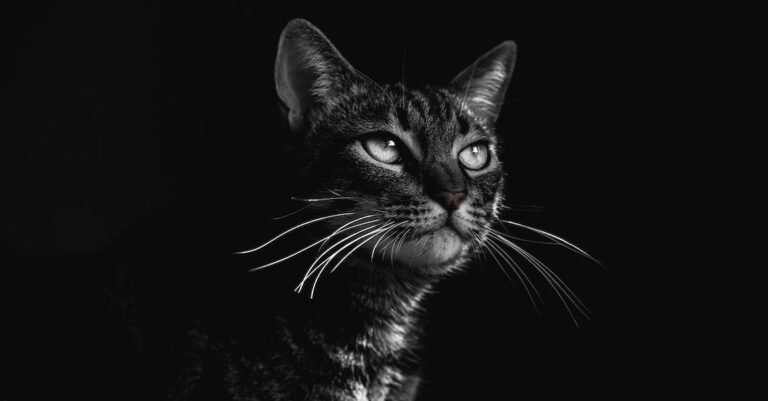 Simple But Effective Tips That Help You With Cats