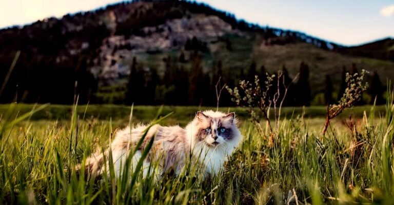 Keeping Your Cat Active And In Shape