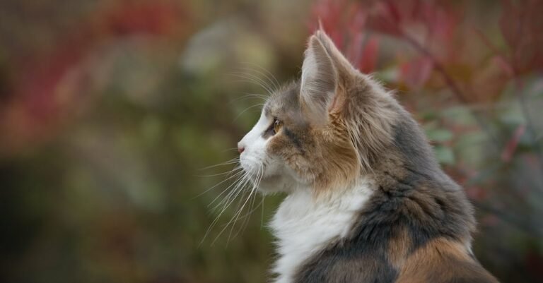 Sweeter Pet: Cat Care Tips For A Better Relationship
