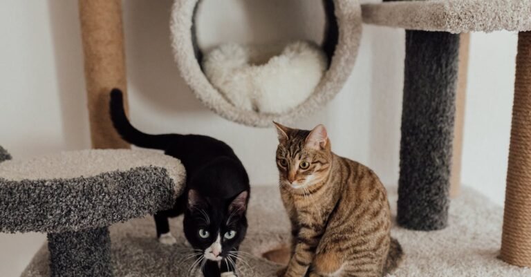 Top Tips To Help You Treat Your Cat Well