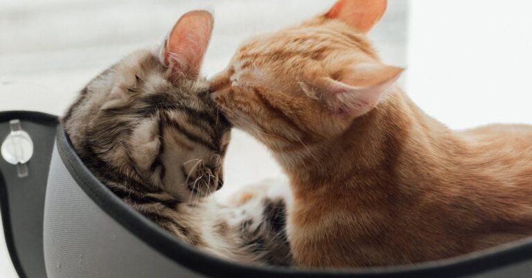 Care Tips For A Healthy, Happy Cat