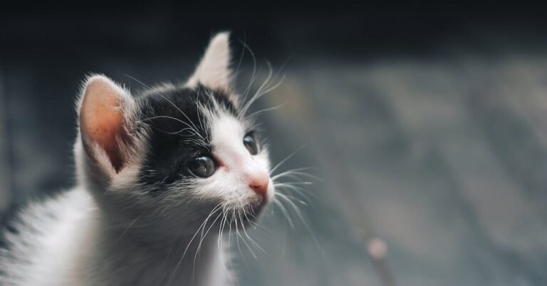 Helping You Improve Your Knowledge About Cats