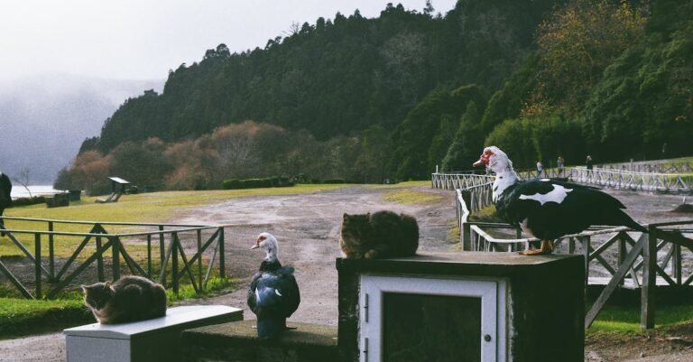 Are You A Person That Loves Cats? Read This!