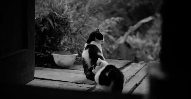 New Cat In The House? These Tips Can Help!