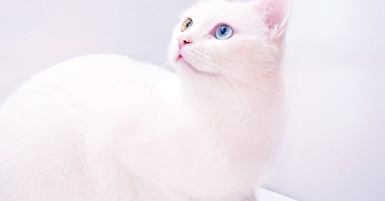 Helpful Tips About Cats That Simple To Follow