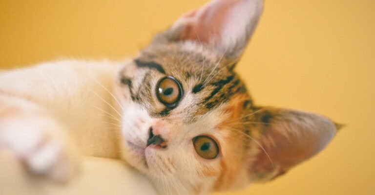Meow! What You Need To Know About Cat Care