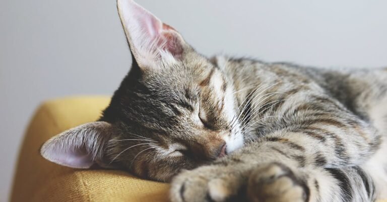 Cat Pros Share Their Best Advice With You