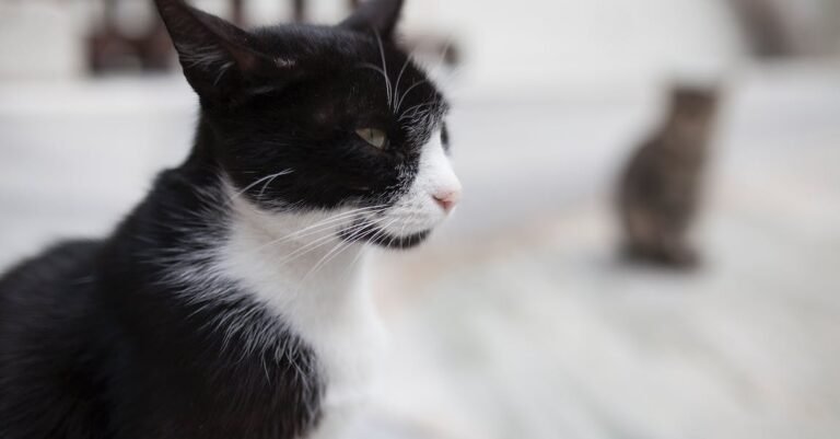 Searching For Informative Tips About Cats? Check Out This Article!