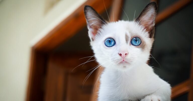 Helpful Pet Care Advice For Cat Owners