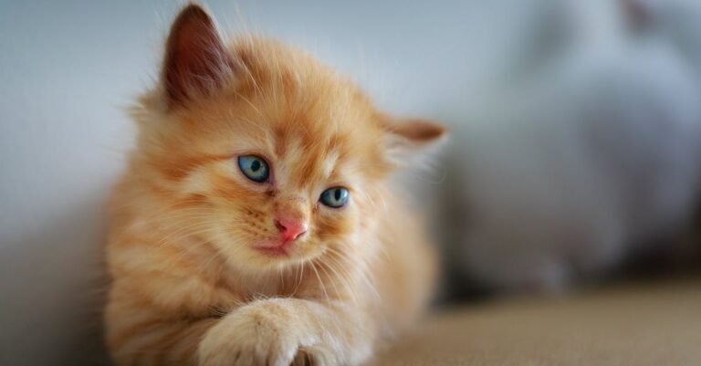 How To Keep Your Cat Healthy And Happy