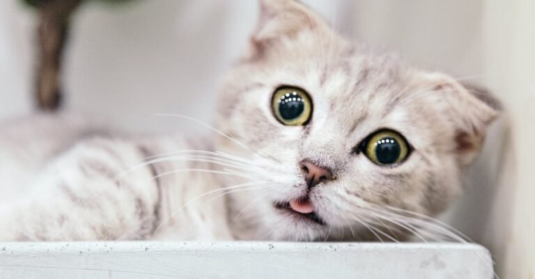 A Happy And Healthy Cat: Fast Tips To Help