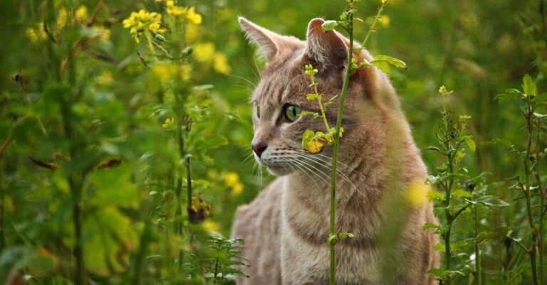 Simple Cat Tips That Any Novice Can Understand