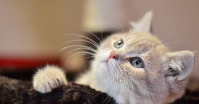 Have A Question About Cats? This Advice Will Help!