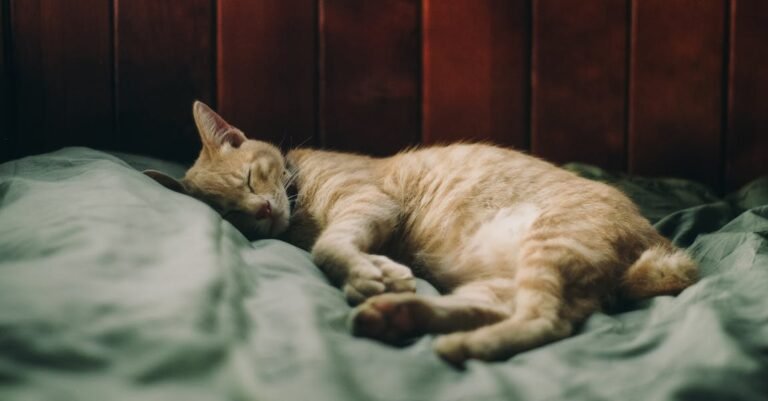 Read This Advice About Proper Cat Care.