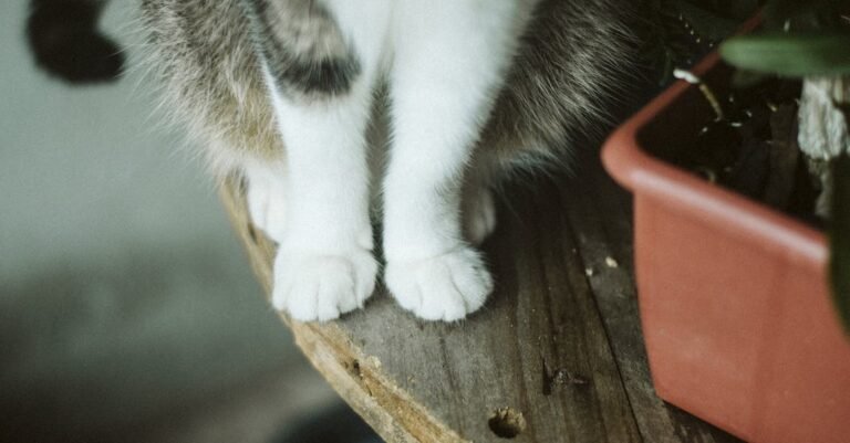 Seeking Out Great Tips About Cats? Look Here!