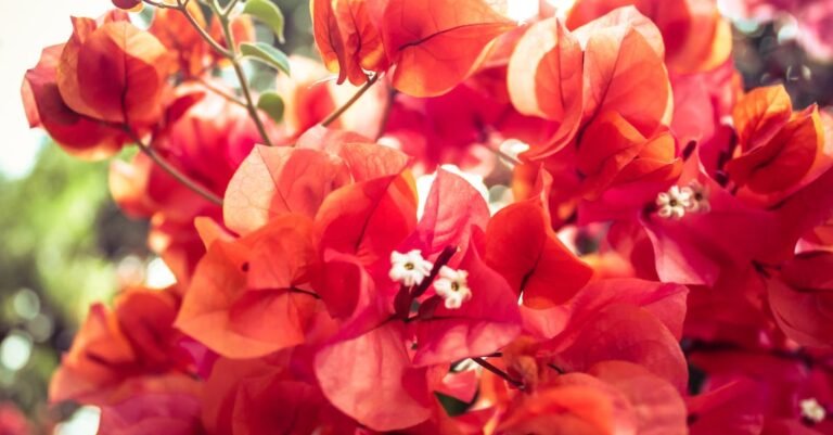 Tips On How To Look Stunning