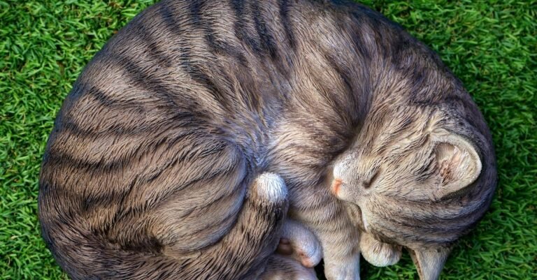 What You Need To Take Care Of Your Cat