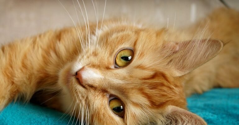What You Should Know About Cats