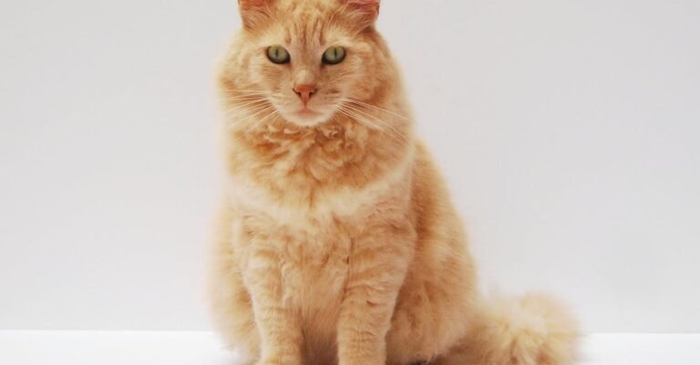 Read This Advice About Proper Cat Care.