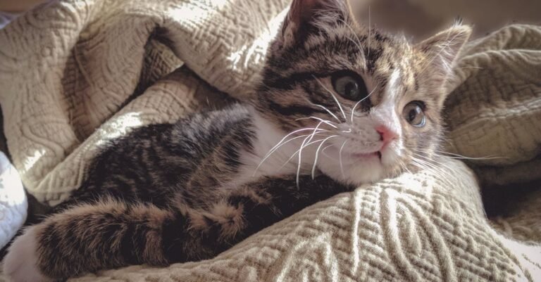 Cat Advice To Help You With Them