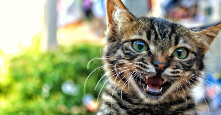 Helpful Tips About Cats That Are Very Simple To Follow