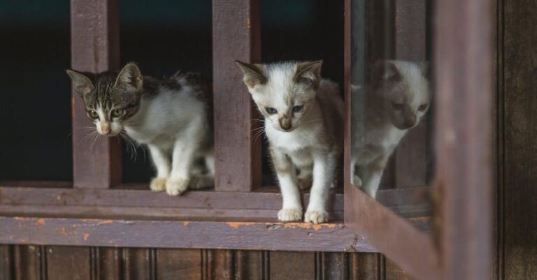 Need Some Cat-Care Tips? Check Out This Article!
